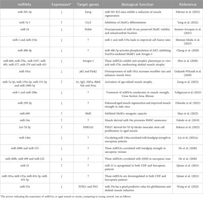 The role of non-coding RNAs in muscle aging: regulatory mechanisms and therapeutic potential